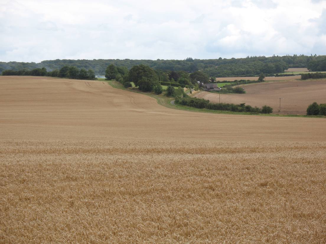 Photo of landscape in the Chilterns