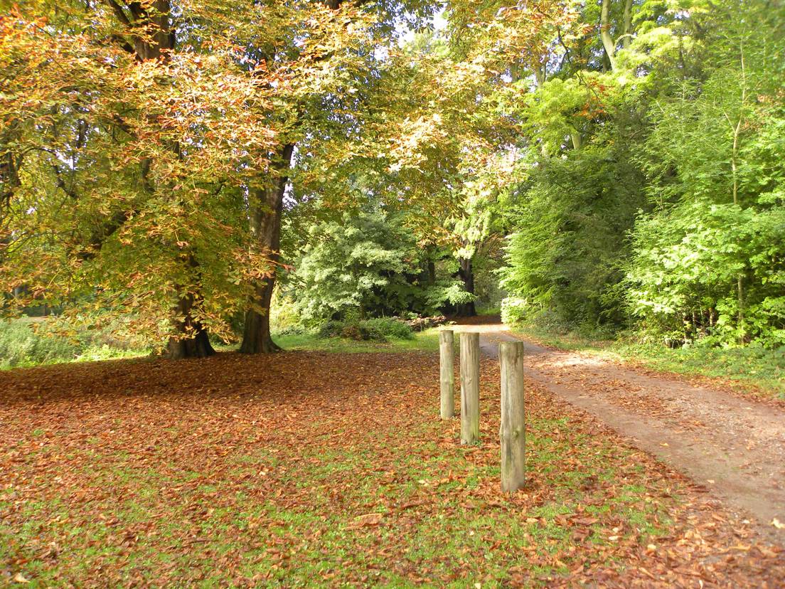 Photo of parkland trees in Aston Clinton Park